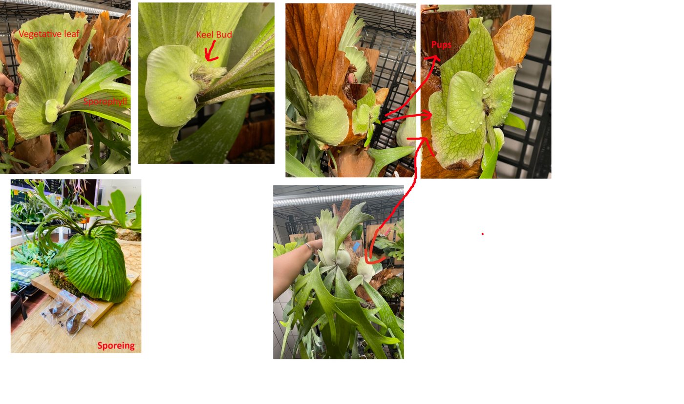 Parts of the Platycerium