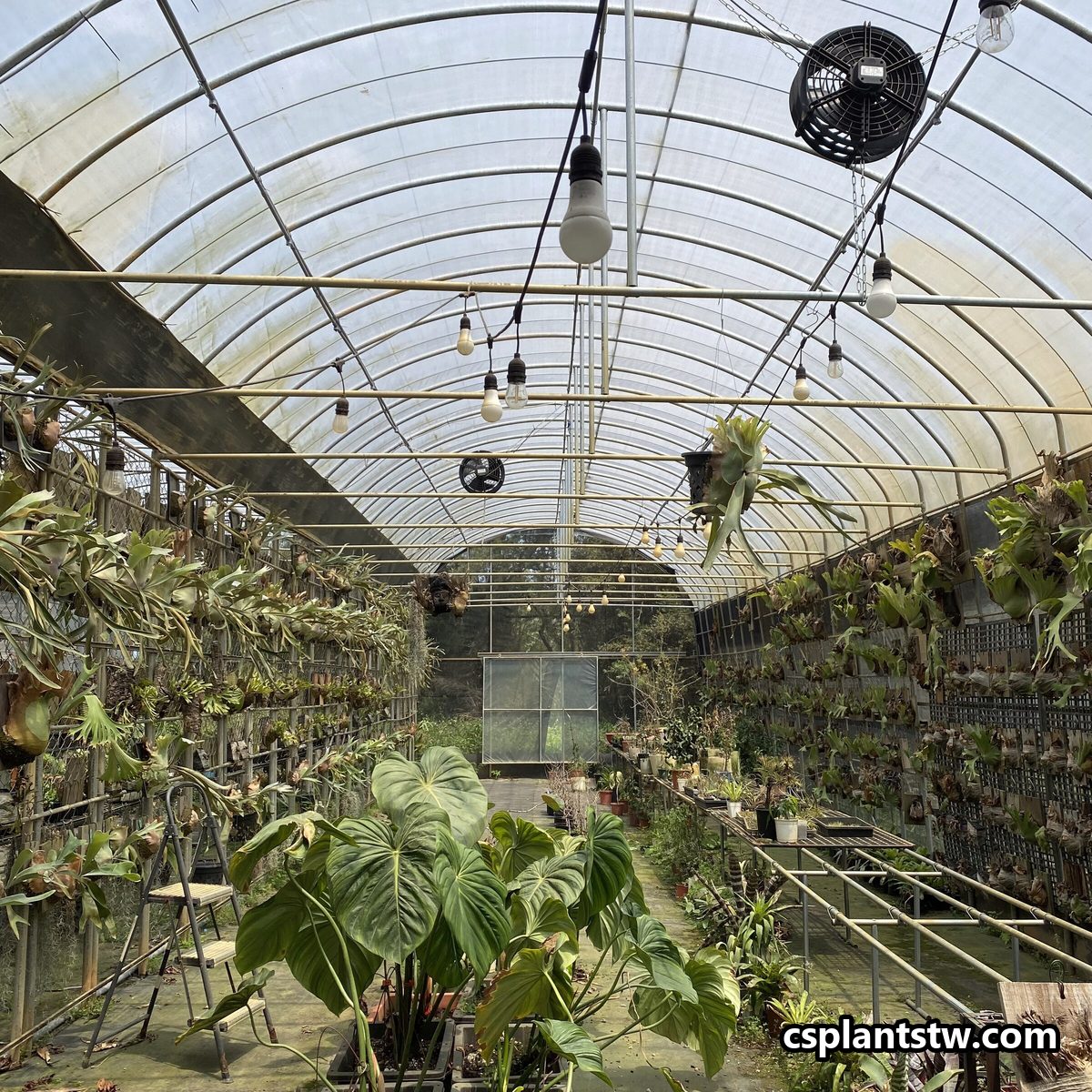 Circulation fans above benches of Platycerium keeping the air moving