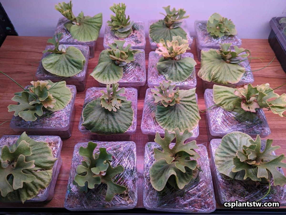 Small Platycerium recovering in clear closed plastic boxes that hold in humidity