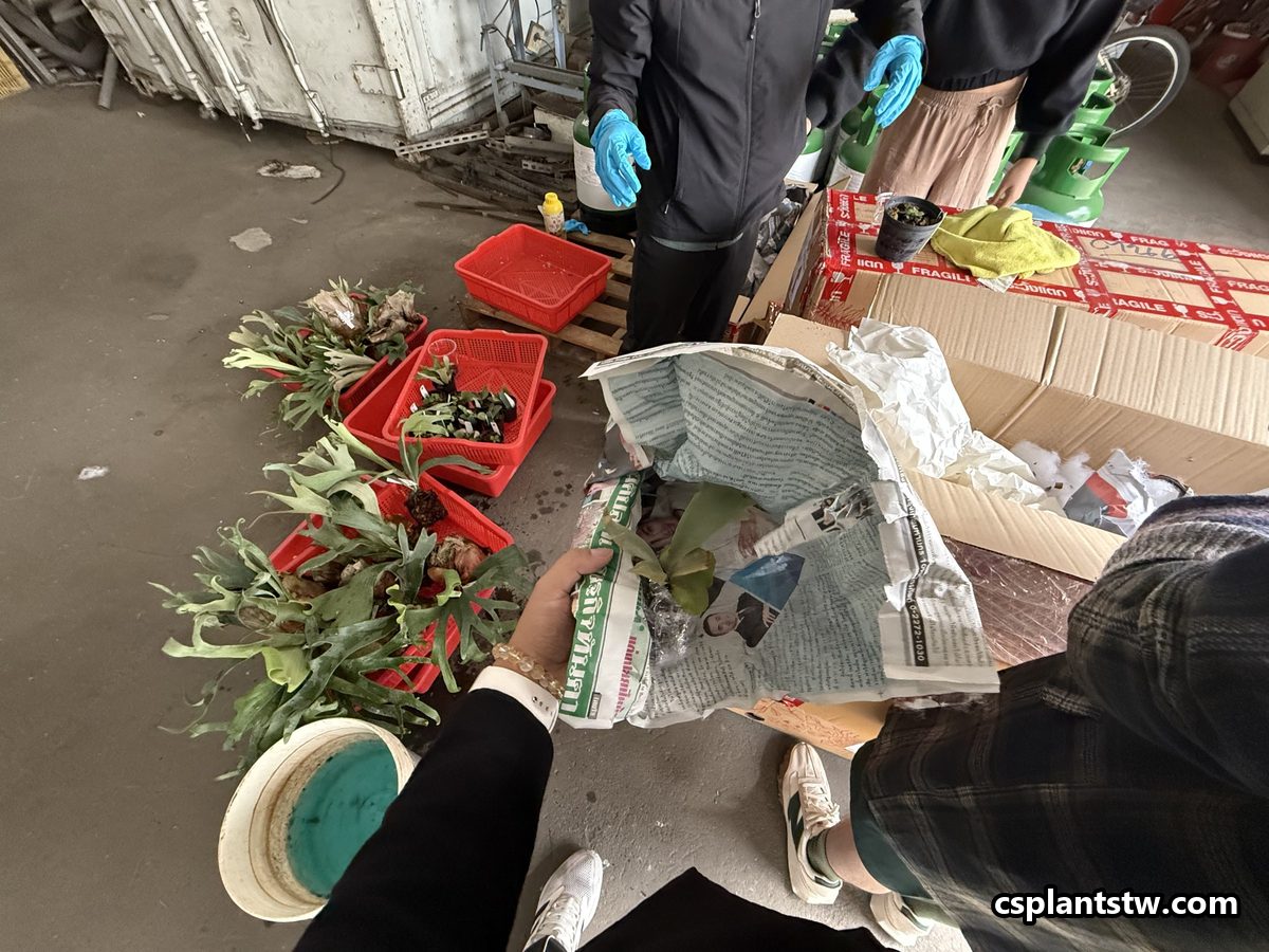 Unpacking a box of Platycerium on arrival, with plants wrapped in paper