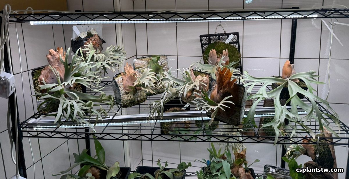 Mounted Platycerium hanging on an indoor shelf under LED grow lights
