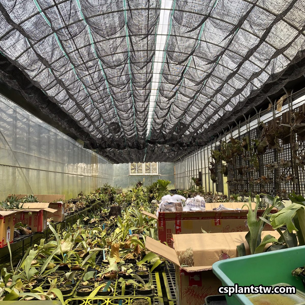 Shade netting stretched over a Platycerium greenhouse to diffuse the sun