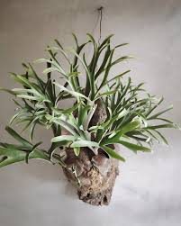 P. alcicorne