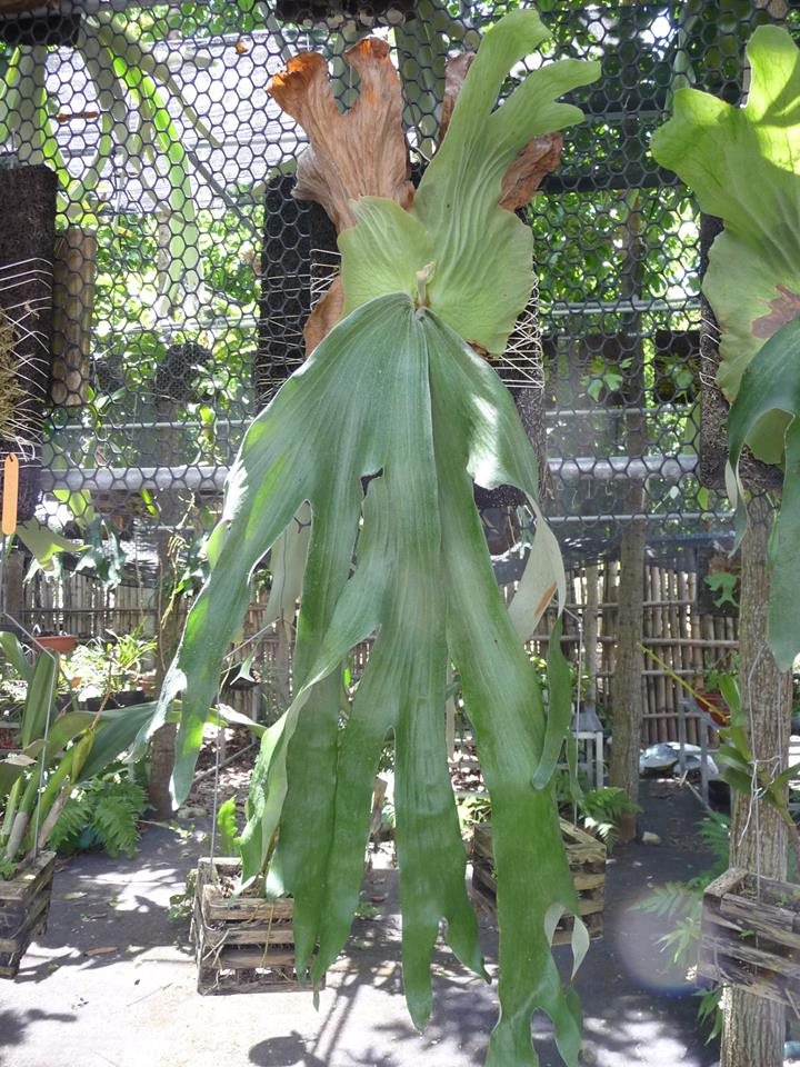 P. andinum