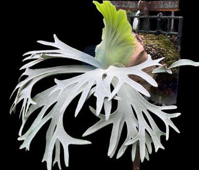 P. bifurcatum sp. White