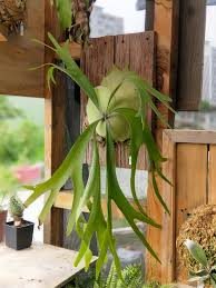 P. bifurcatum