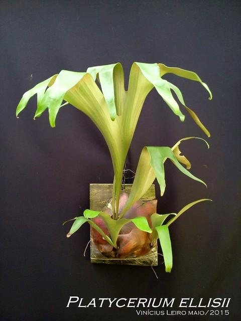 P. ellisii