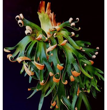 P. 'Foong SiQi'