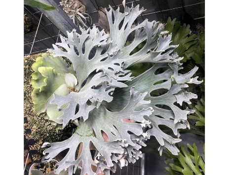 P. 'Ginka'