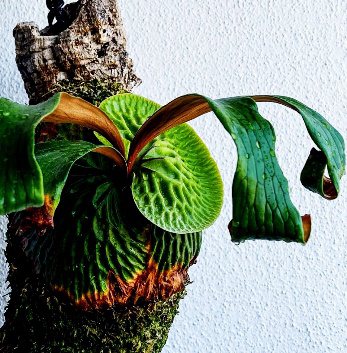 P. madagascariense