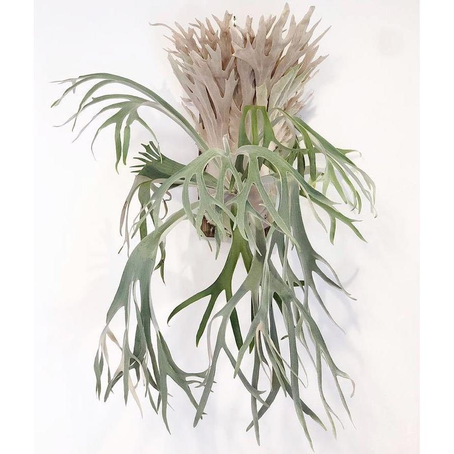P. 'North Monkey'