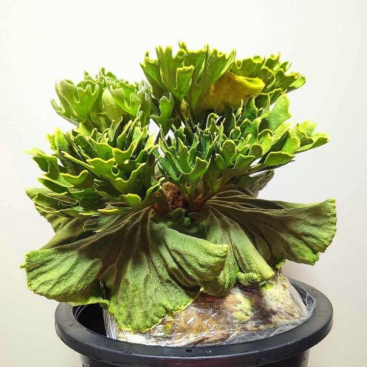 P. ridleyi Dwarf Silver