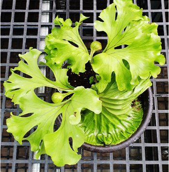 P. ridleyi Wide Frond