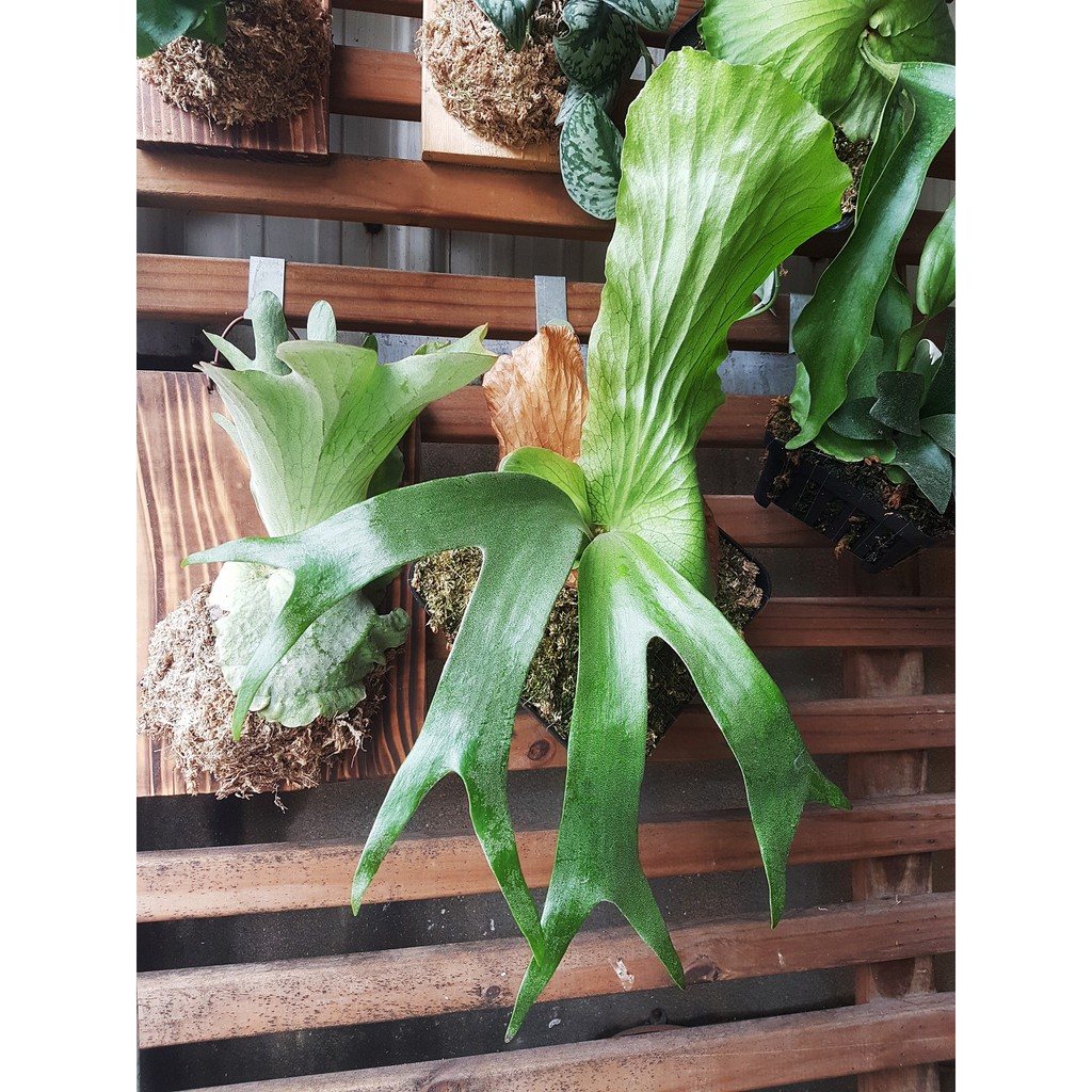 P. stemaria