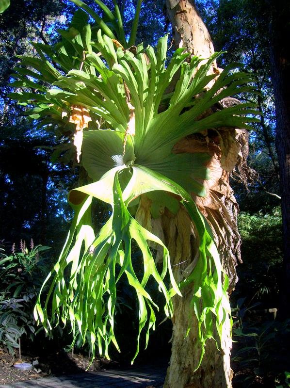 P. superbum