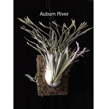 P. veitchii 'Auburn River'