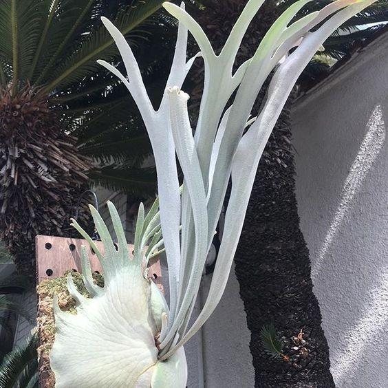 P. veitchii