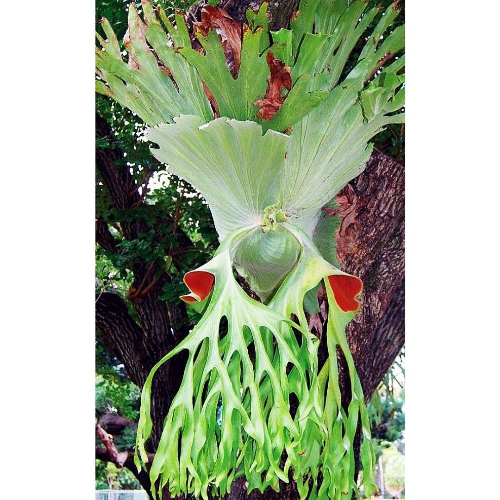 P. wandae