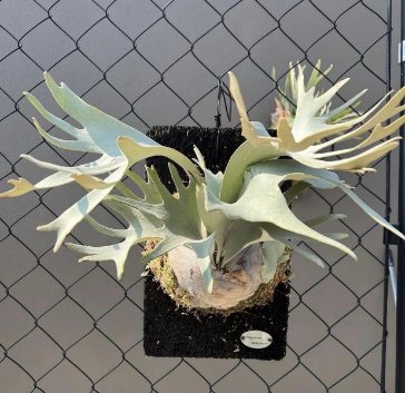 P. 'White Gizmo'