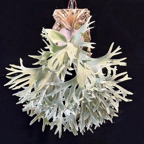 P. 'Celso Tatsuta'