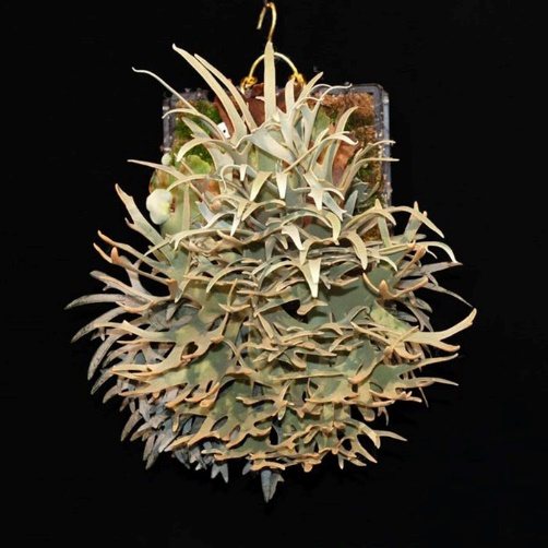 P. 'Nano'