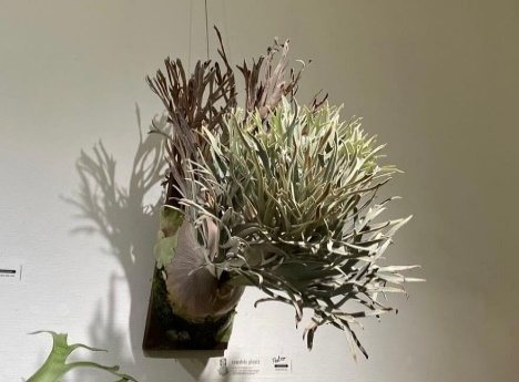 P. 'Pedro Tatsuta'