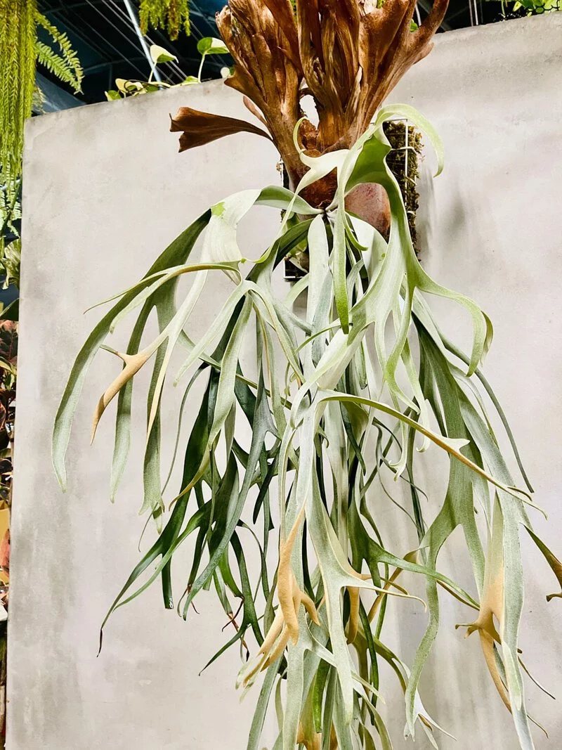 P. 'Yellow Moon'