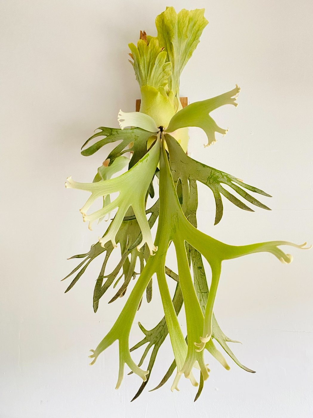 P. willinckii