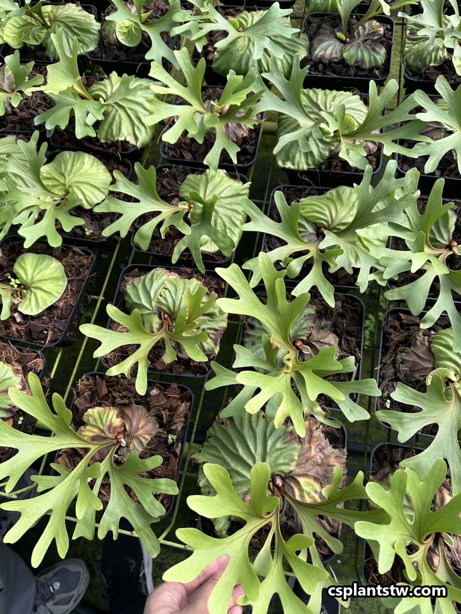 Platycerium sporelings large enough to pot on