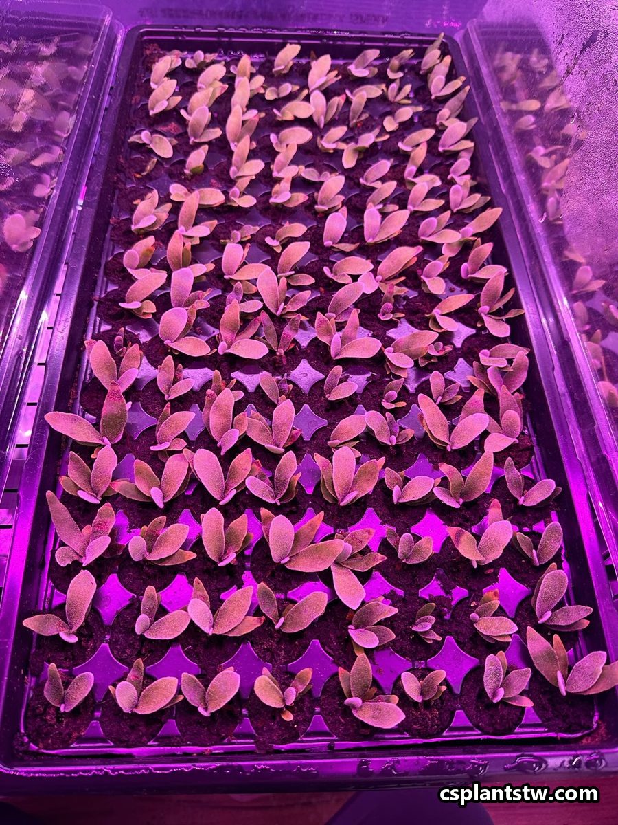 Trays of young Platycerium sporelings under grow lights