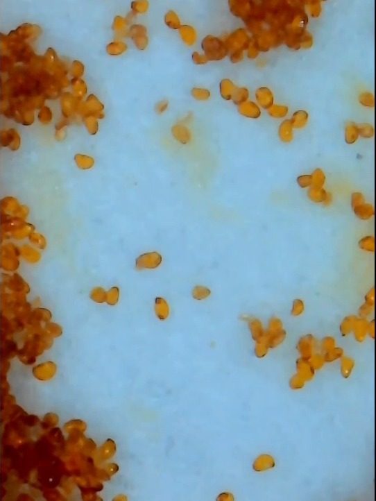 Clean Platycerium spores collected after sieving