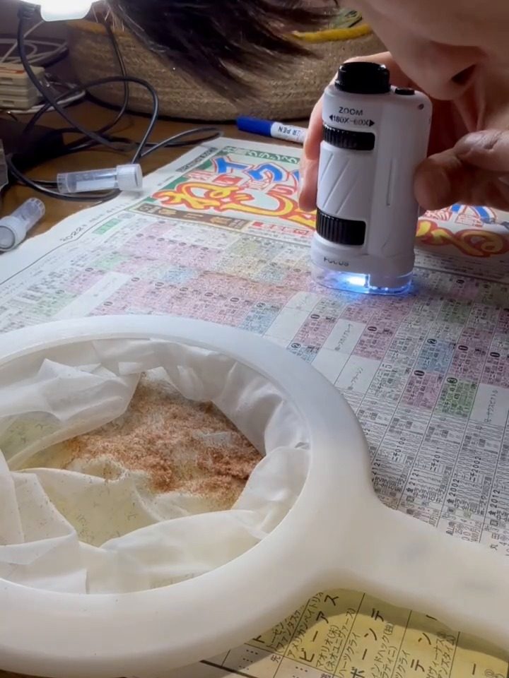 Platycerium spore scrapings being checked under a microscope
