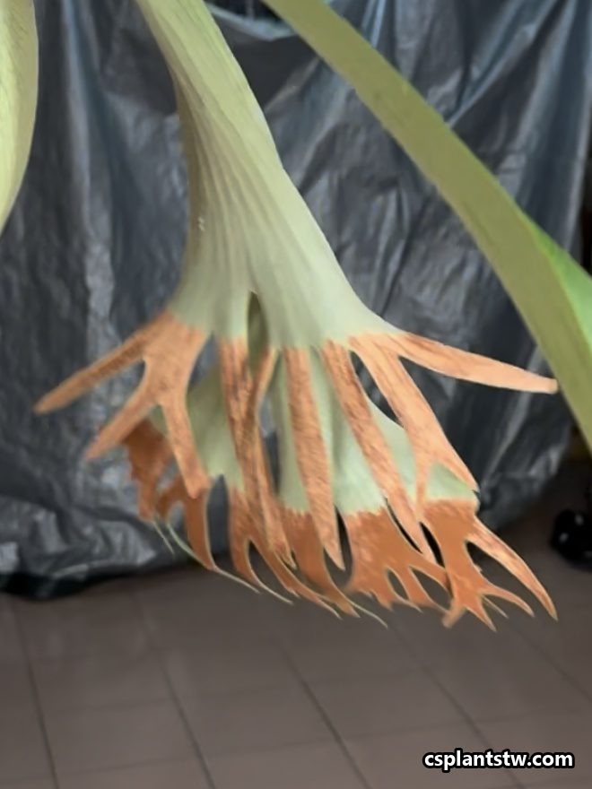 Dark brown patches of ripe spores under the tips of a Platycerium fertile frond