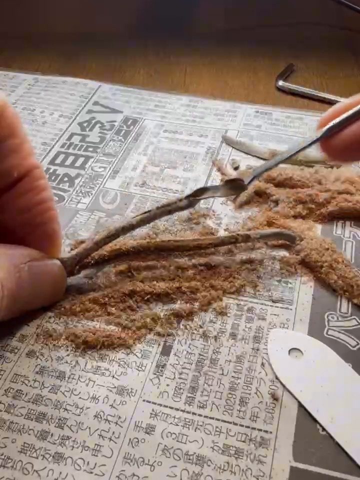 Scraping ripe Platycerium spores from a frond onto white paper