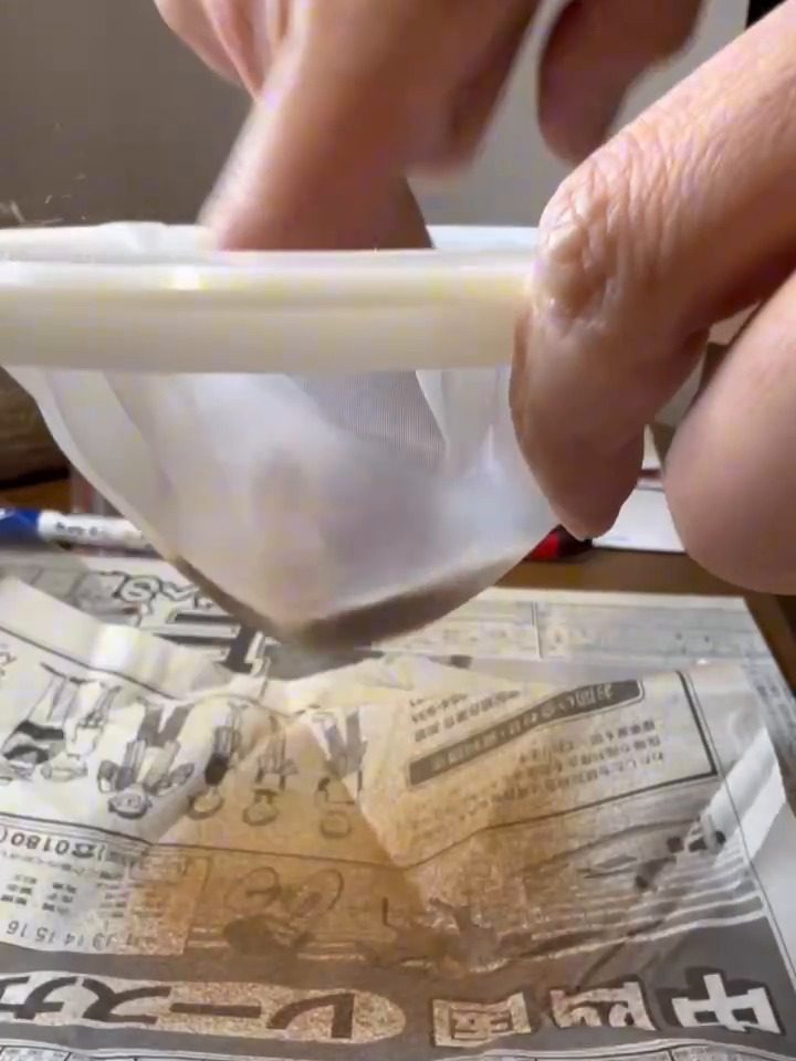 Pressing Platycerium spore scrapings through a fine mesh sieve