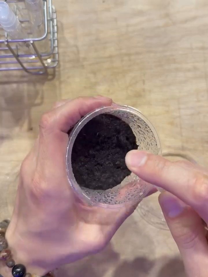 Dusting Platycerium spores thinly over moist peat in a container