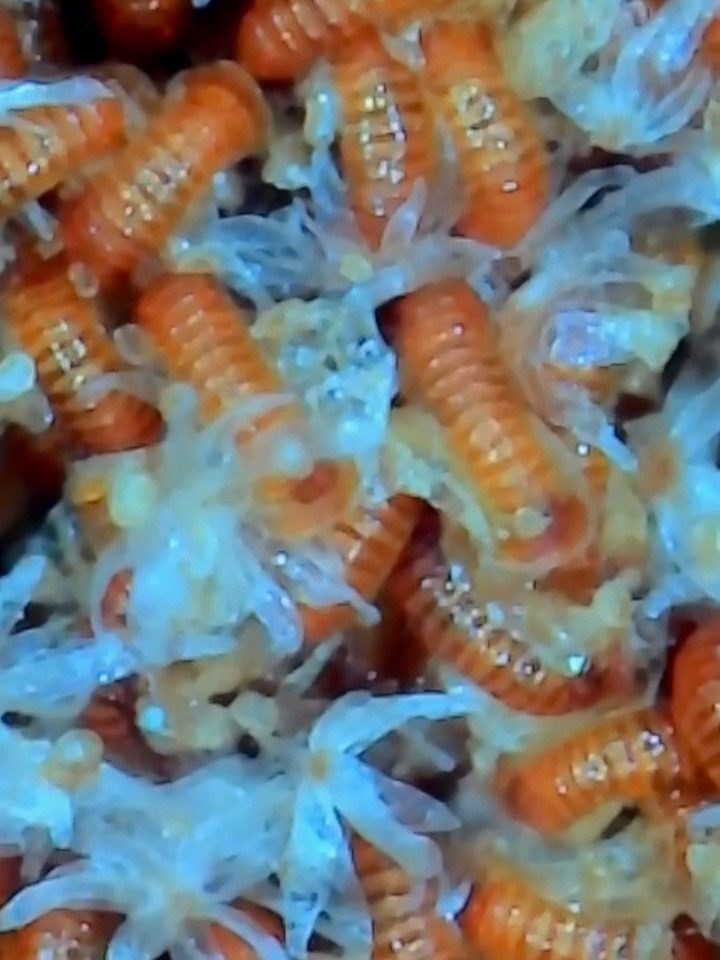 Magnified Platycerium sporangia and star-shaped hairs