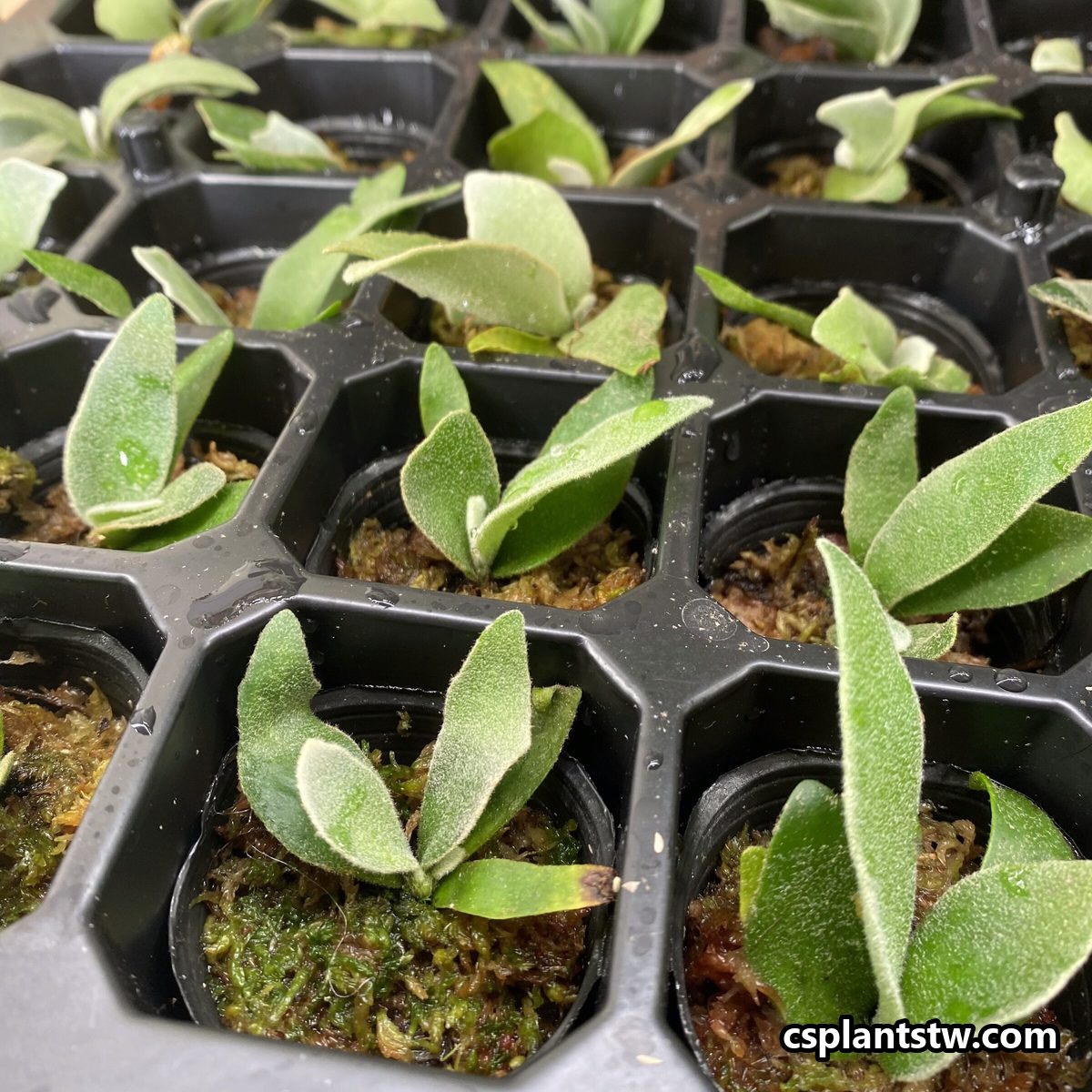 Young Platycerium sporelings growing in cell trays