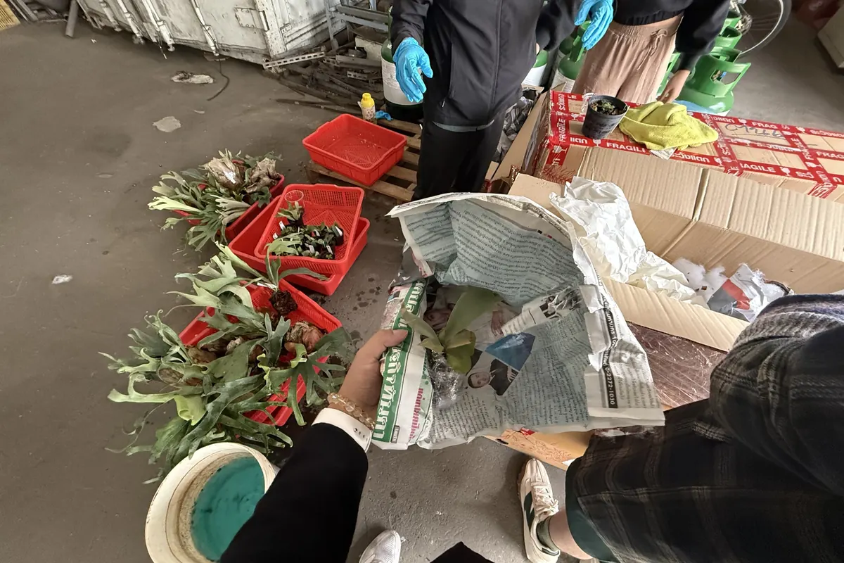 Bare-root staghorn ferns being wrapped in newspaper for export