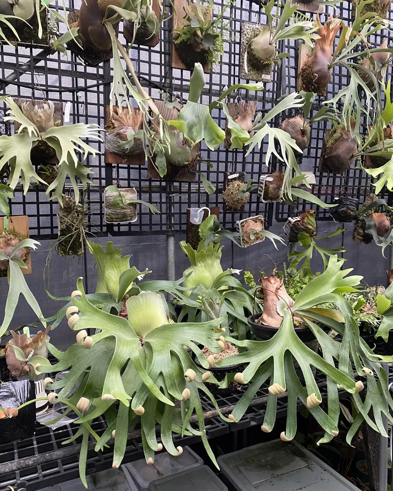 A greenhouse wall of board-mounted Platycerium of different sizes, hanging on a black grid