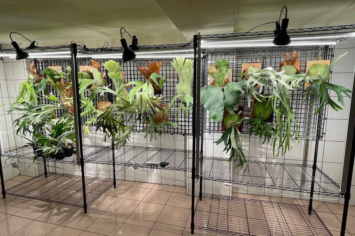 Board-mounted Platycerium hanging on wire grow racks under lamps