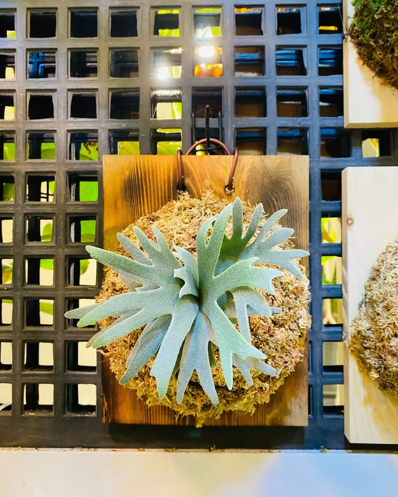 A silvery Platycerium mounted on a mound of sphagnum moss on a wooden board, hanging on a greenhouse grid
