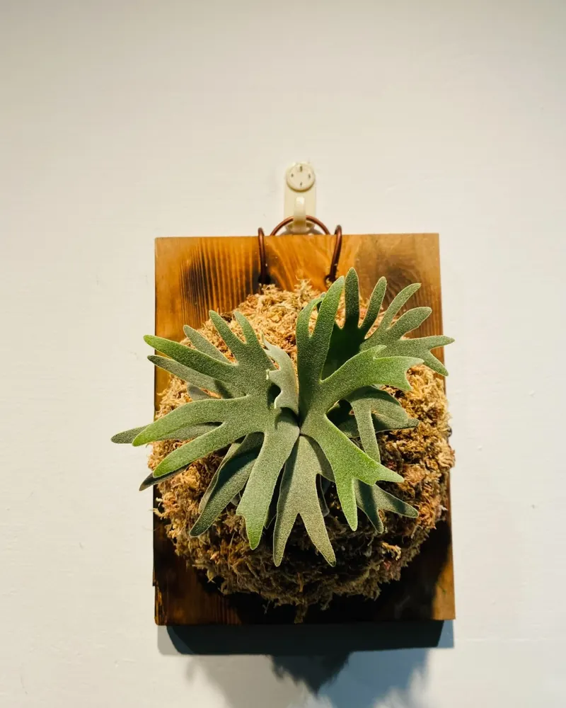 A silvery Platycerium mounted on sphagnum moss and a dark wooden board, hanging on a wall