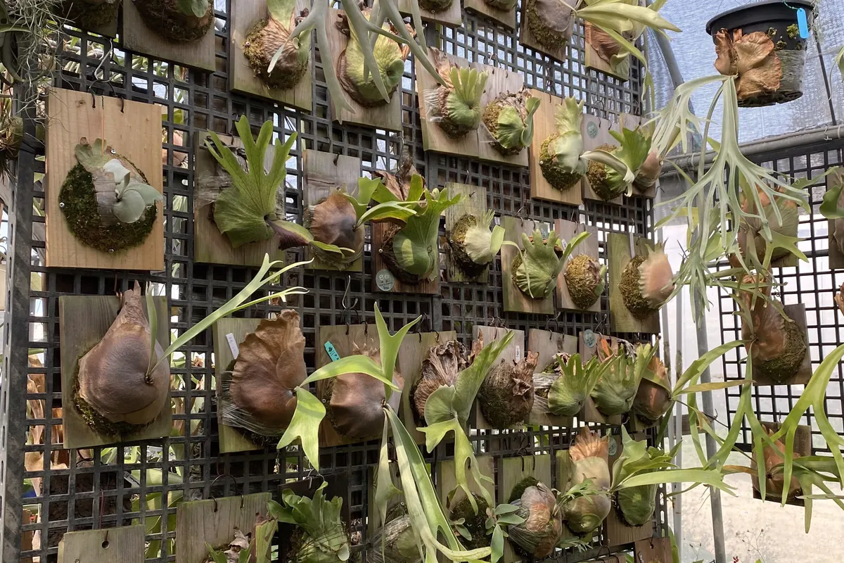 A greenhouse wall of board-mounted Platycerium of different species and sizes at a partner grower