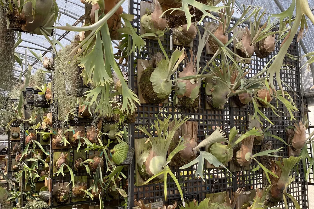A greenhouse wall of board-mounted Platycerium, with round shield fronds against the boards and antler-shaped fertile fronds hanging down