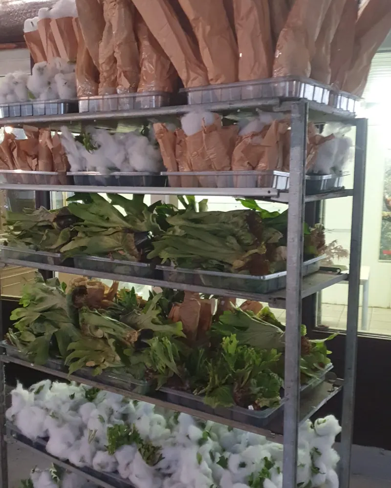A rack of plants in Thailand wrapped in paper for transport