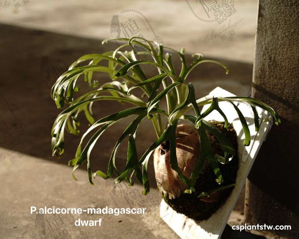 Platycerium alcicorne 'Madagascar' Dwarf staghorn fern