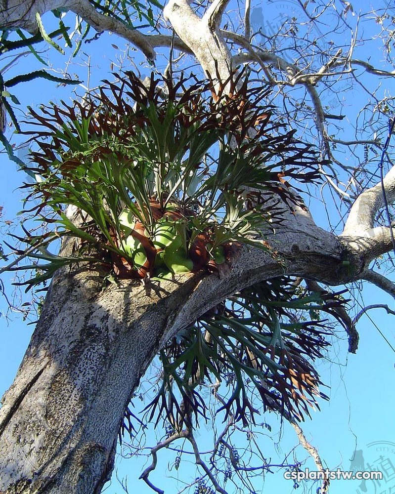 Platycerium alcicorne 'Madagascar' staghorn fern