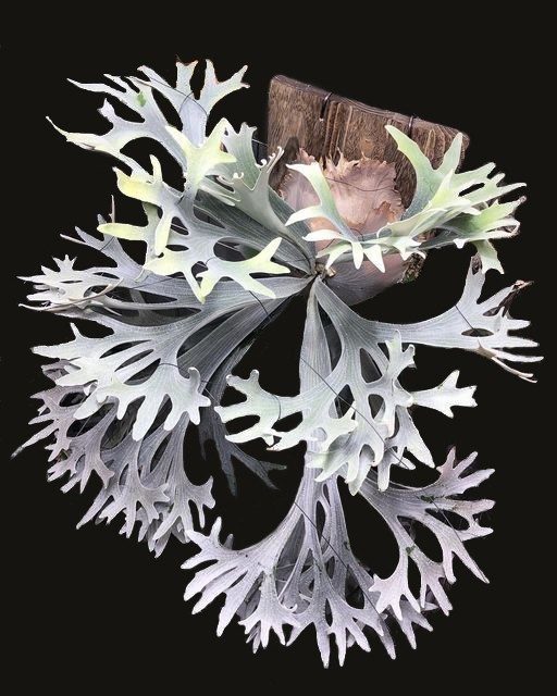 Platycerium bifurcatum sp. White staghorn fern