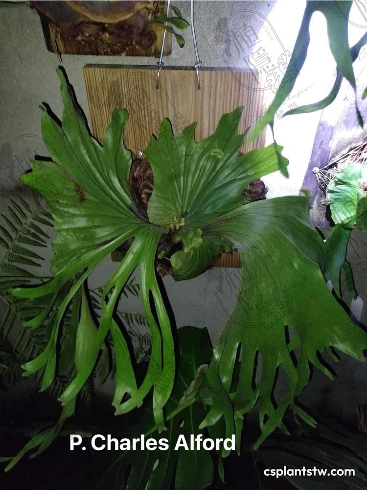 Platycerium 'Charles Alford' staghorn fern